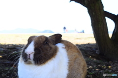 大久野島のウサギたち7