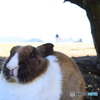 大久野島のウサギたち7