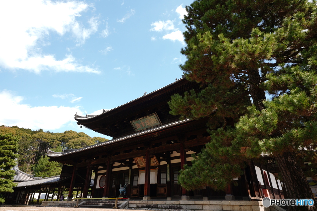 黄檗宗萬福寺大雄寶殿と松