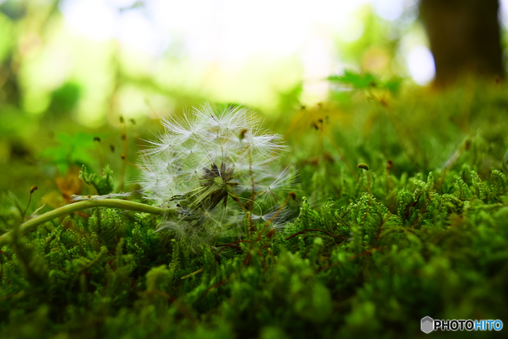 苔の上に横たわるタンポポ