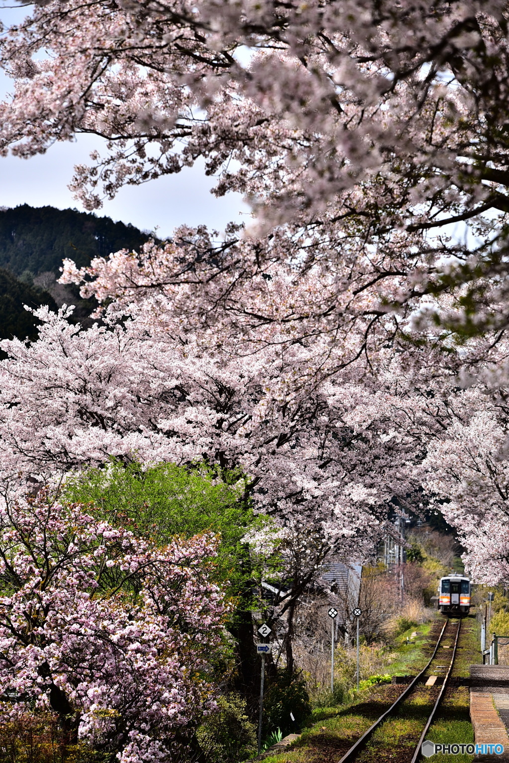 因美線　桜のトンネル