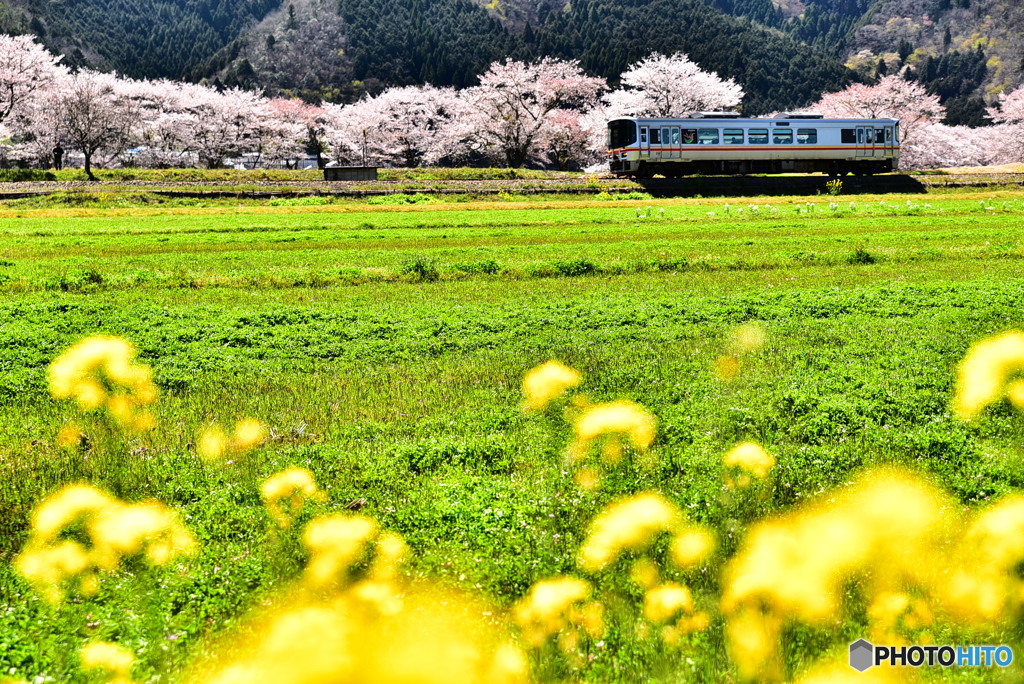 姫新線と桜