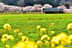 姫新線と桜