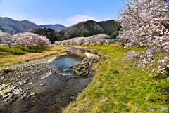 姫新線と桜2