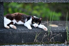 にゃにみてんだよ！