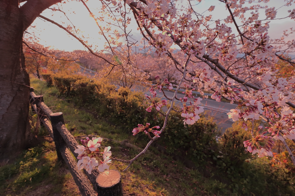 桜でほっと一息～