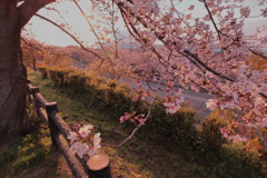 桜でほっと一息～