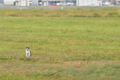 滑走路に小さなお客さん！