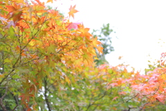 色づき始めかな？