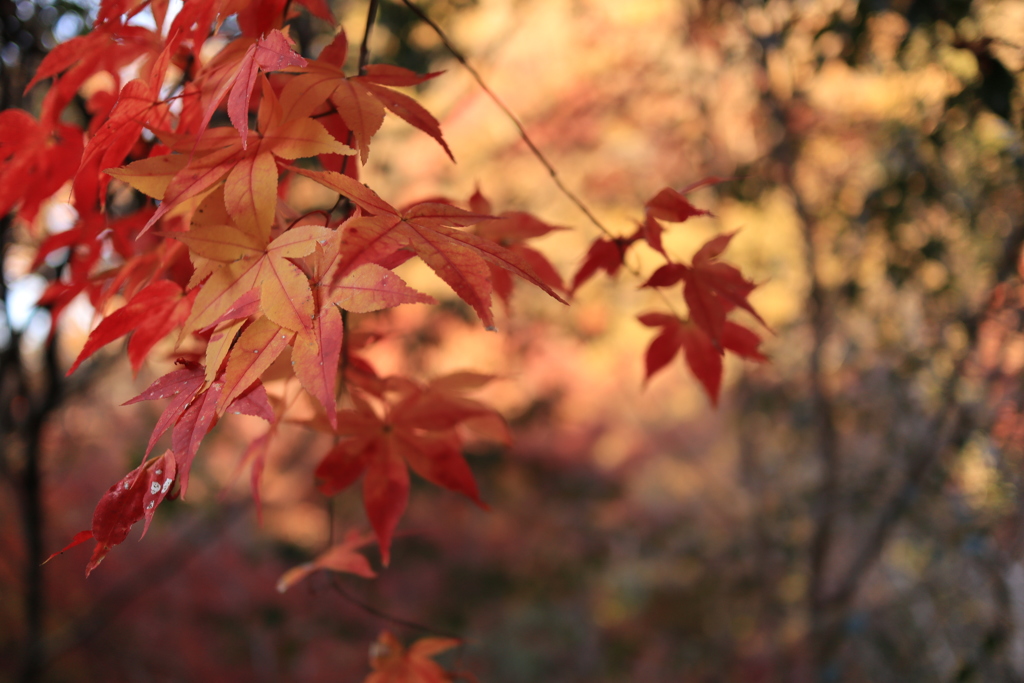 紅葉