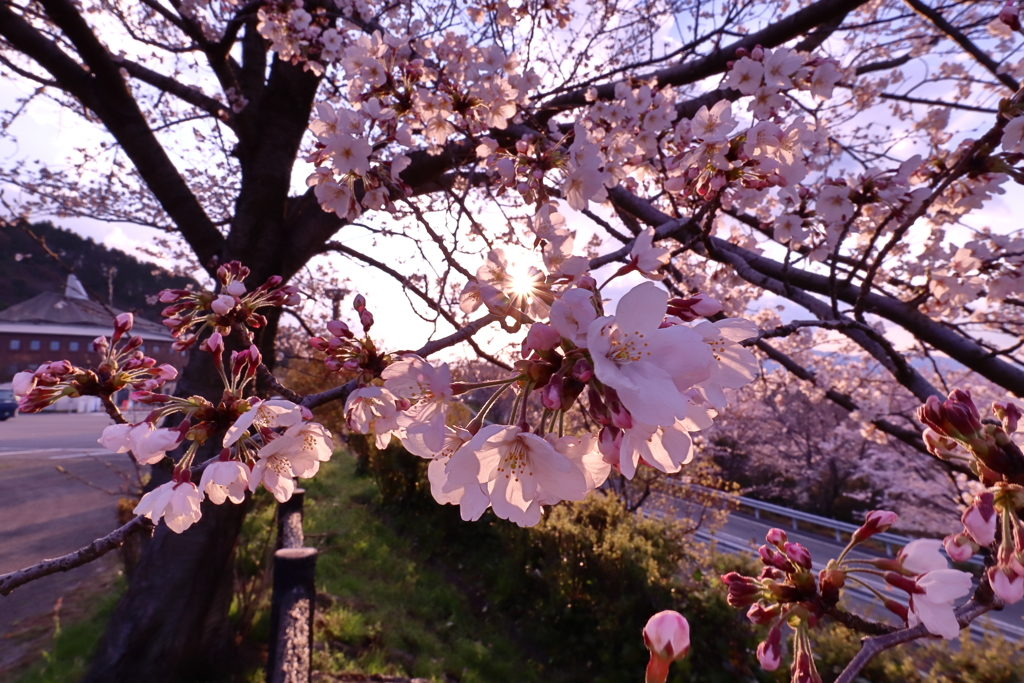 夕暮れの桜