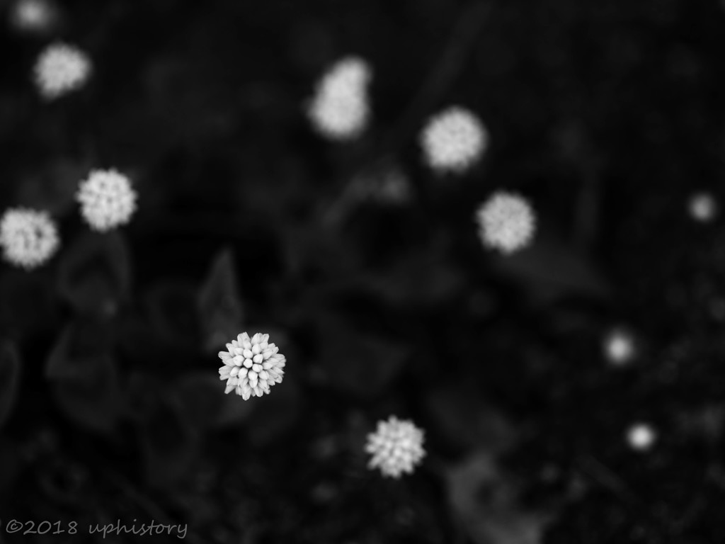 DSC03316-2