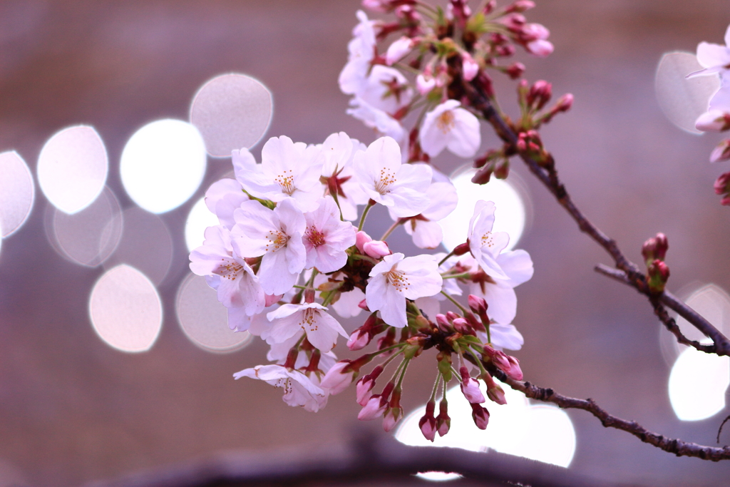 18年目の桜