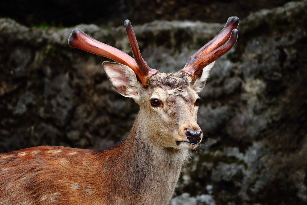 上野動物園