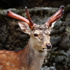 上野動物園