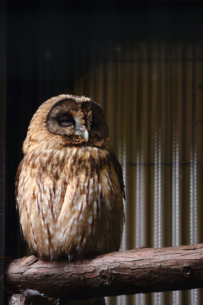 上野動物園