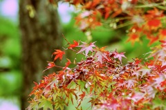 紅葉