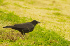 karasu