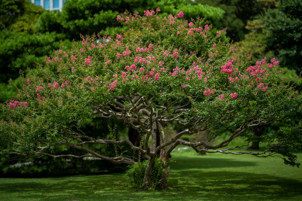 お散歩