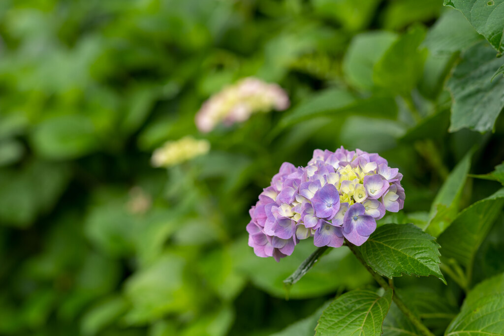 飛鳥山公園にて