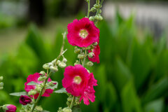 上野界隈 上野界隈