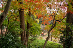 小石川後楽園