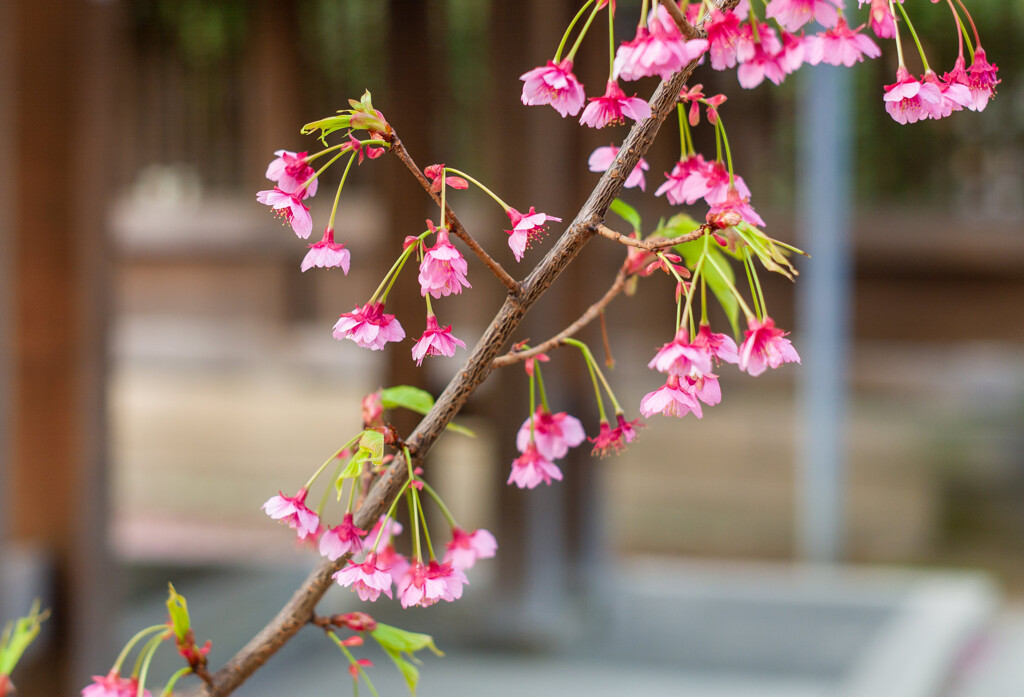 寒緋桜
