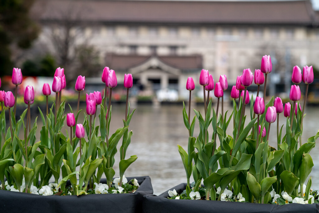 チューリップ