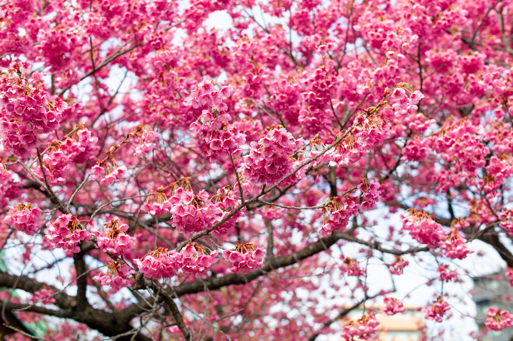寒緋桜
