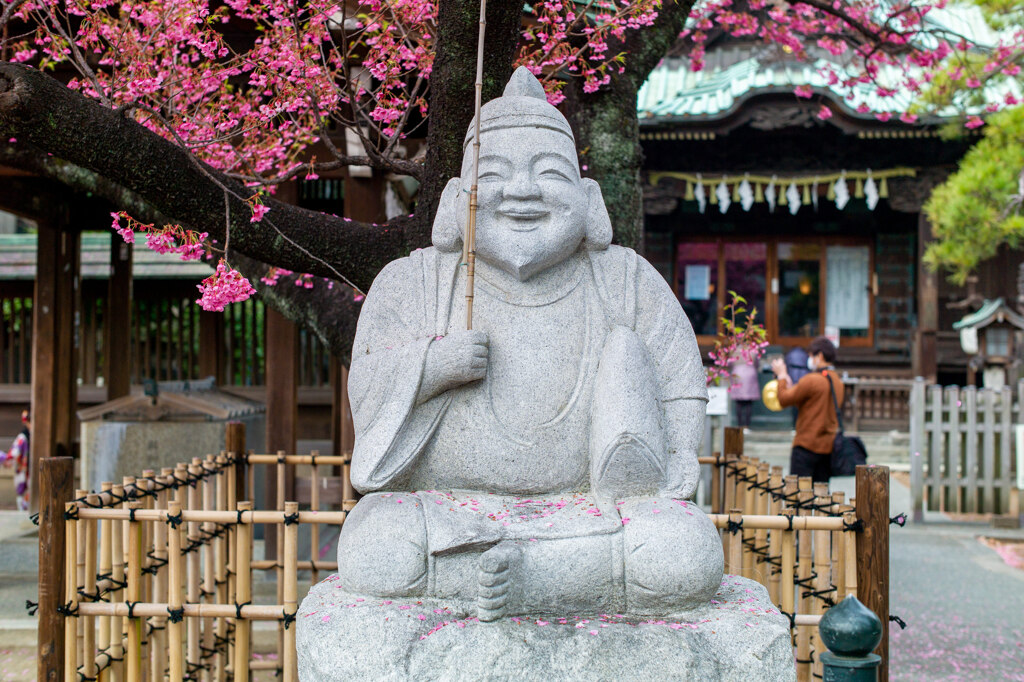 寒緋桜