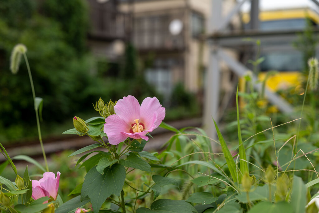 都電荒川線