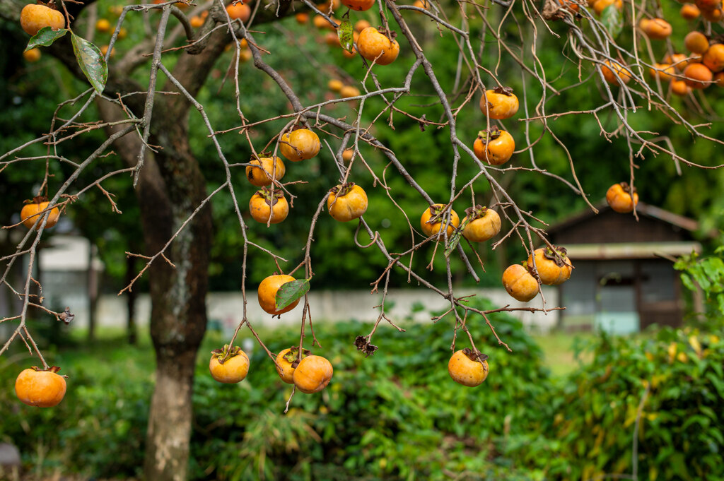 persimmon