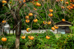 persimmon