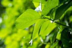 飛鳥山公園にて