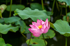 上野界隈 上野界隈