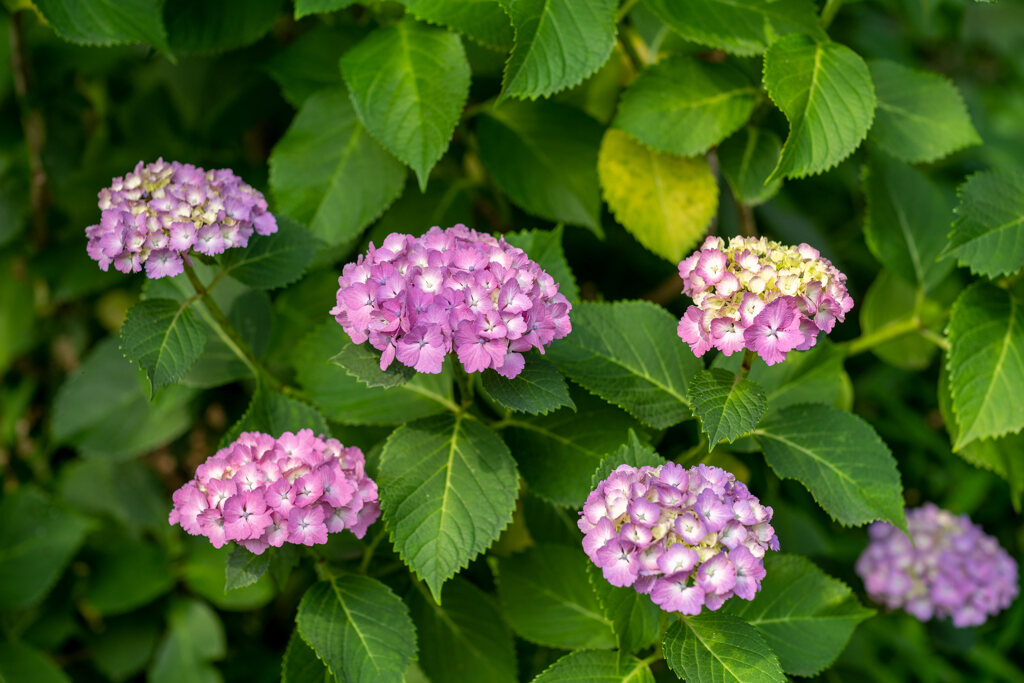 紫陽花