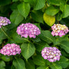 紫陽花