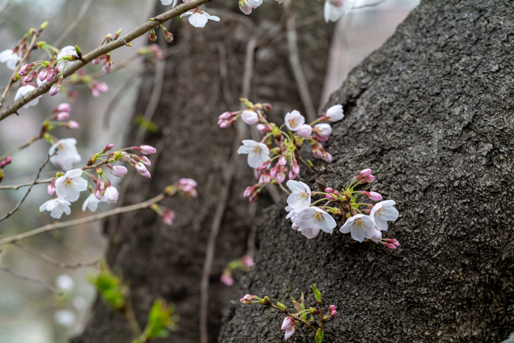 お散歩