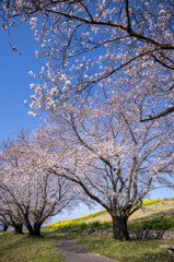 お散歩