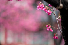 Cherry Blossoms