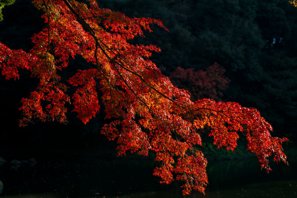 紅葉