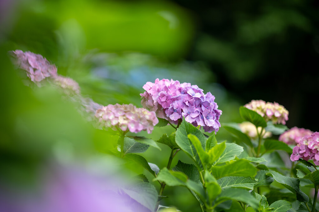 紫陽花