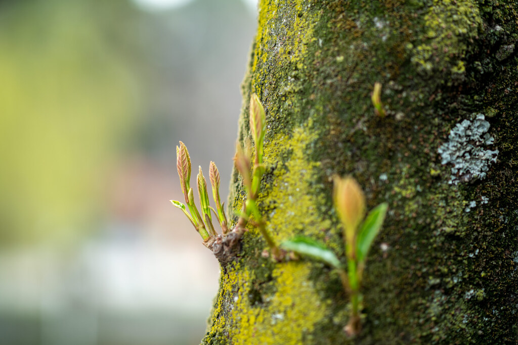 新芽