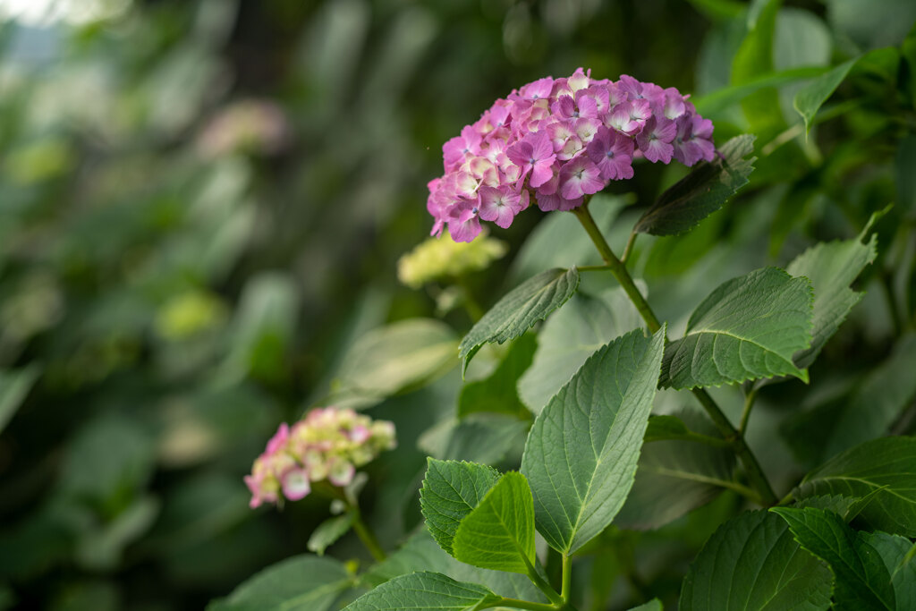 紫陽花