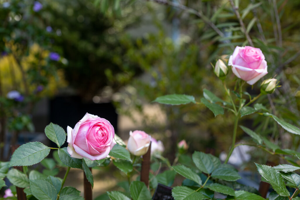 薔薇