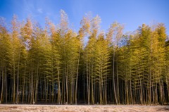 Bamboo forest