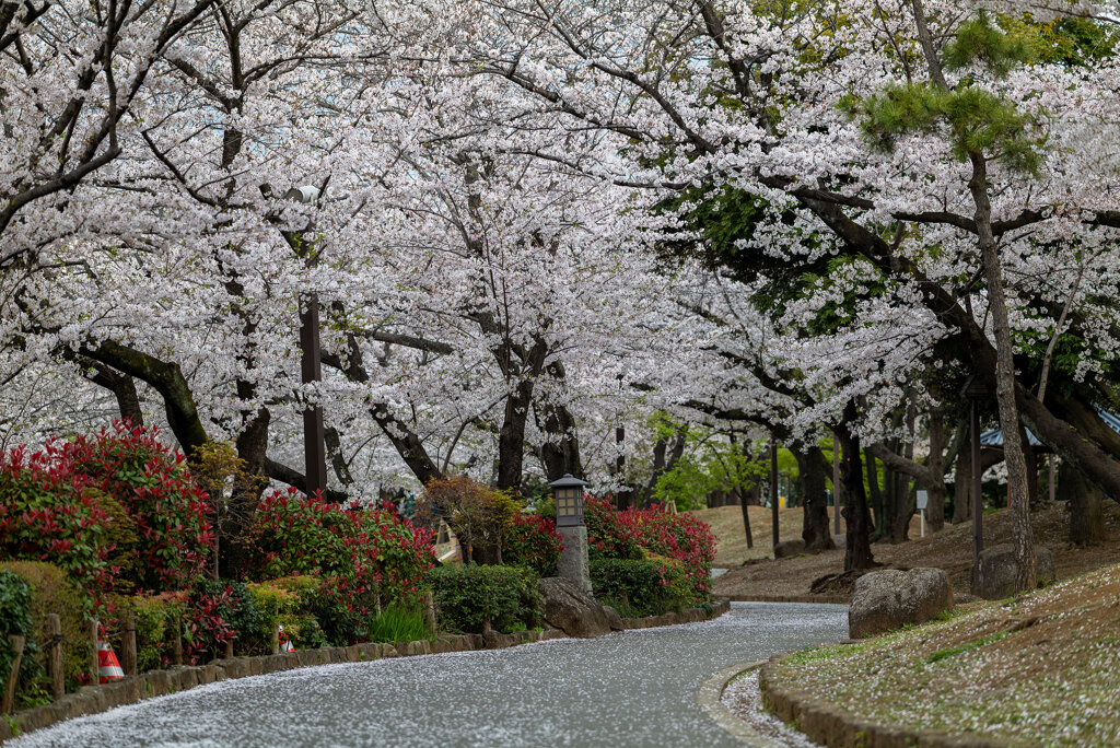 飛鳥山公園にて