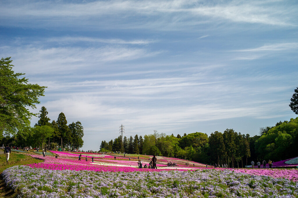 羊山公園