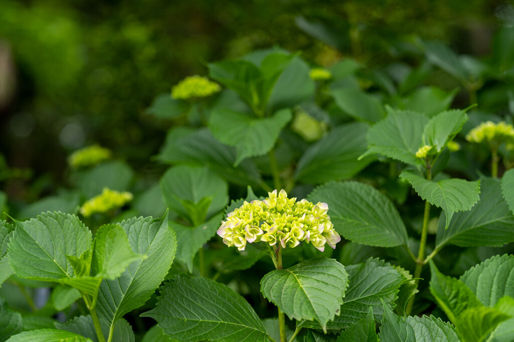 飛鳥山公園にて