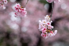 Cherry Blossoms